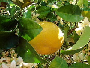 grapefruit tree for essential oil