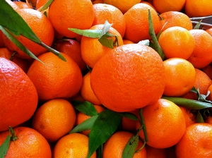 mandarinas para aceite esencial