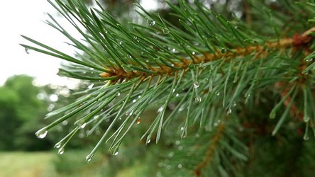 aceite de pino propiedades y beneficios